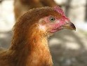 Retour du virus H5N1 de l’influenza aviaire