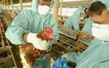 ACTUALITE -- Chine : Poulets contaminés par la grippe...