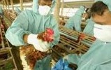 ACTUALITE -- Chine : Poulets contaminés par la grippe... ACTUALITE -- Chine : Poulets contaminés par la grippe...