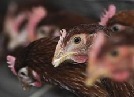ACTUALITE -- Virus H7N9 ACTUALITE -- Virus H7N9
