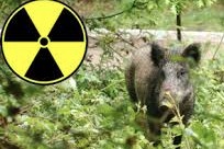 TCHERNOBYL – Des sangliers toujours radioactifs en Allemagne