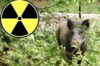 TCHERNOBYL – Des sangliers toujours radioactifs en Allemagne TCHERNOBYL – Des sangliers toujours radioactifs en Allemagne
